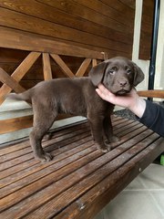 Продается двухмесячный щенок собаки Лабродор-Ретривет,  коричного цвета